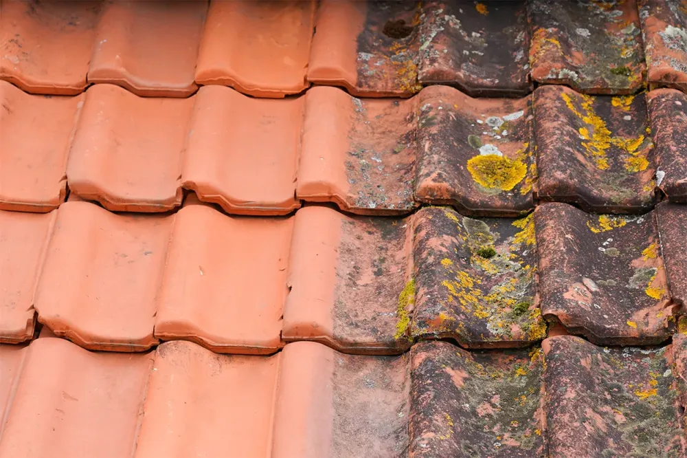 Traitement anti-moisissure